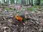 Narancsszínű enyveskorallgomba (Calocera viscosa), Zemplén